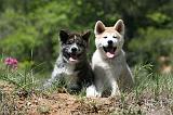 AKITA INU 383
